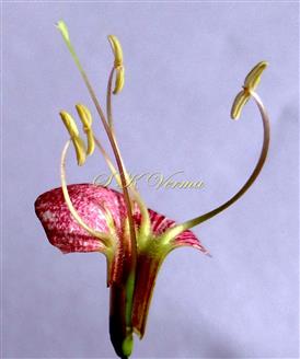  Stamens and the Pistil